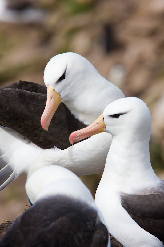 Black-Browed Albatrosses